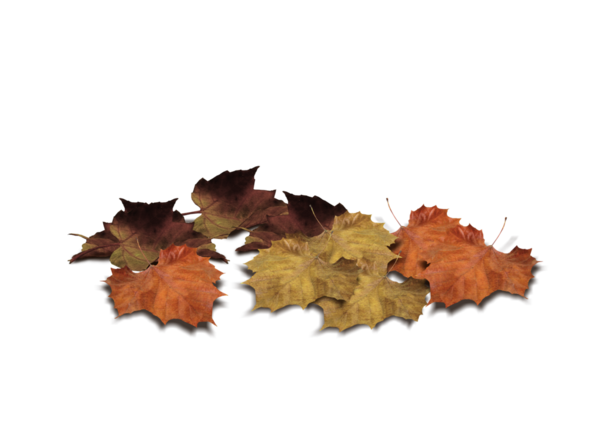 سكرابز اوراق الشجر في الخريف ، اوراق شجر خريف للتصميم بدون تحميل