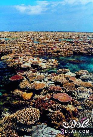 بحر المرجان 13855021201